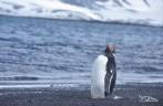 Um pinguim gentoo parece fazer um gargarejo na praia de Deception Island, na Antártida